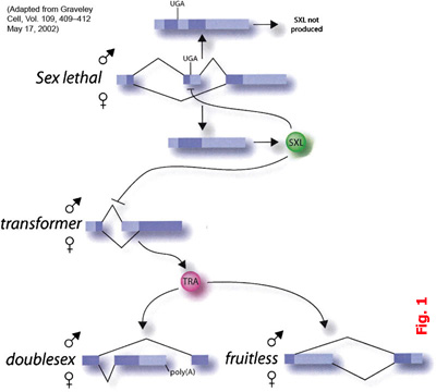 Figura 1 — cascata di determinazione del sesso in Drosophila melanogaster