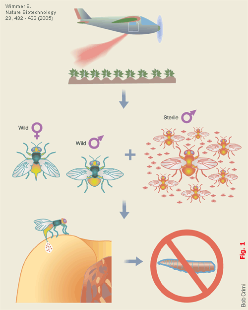 Figura 1 — Tecnica dell’Insetto Sterile
