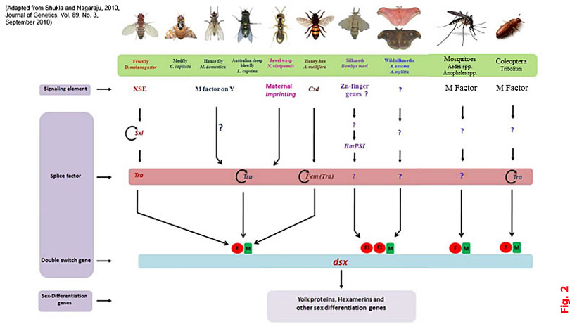 Figura 2 — conservazione del modulo tra-dsx negli Insetti