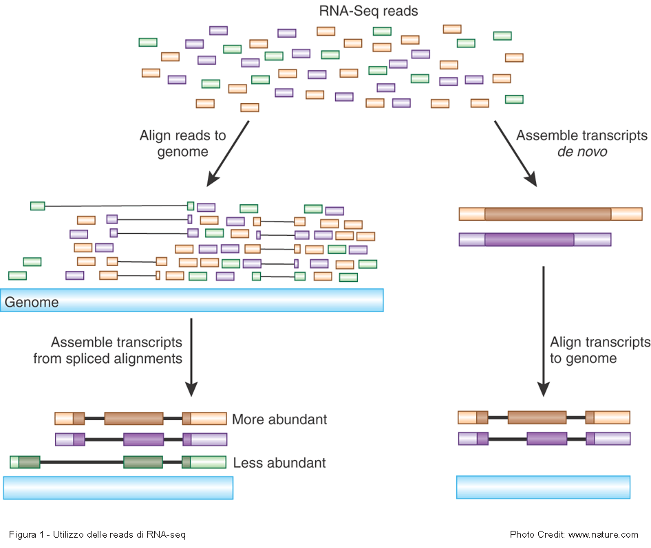 Figura 1 — utilizzo delle reads di RNA-seq