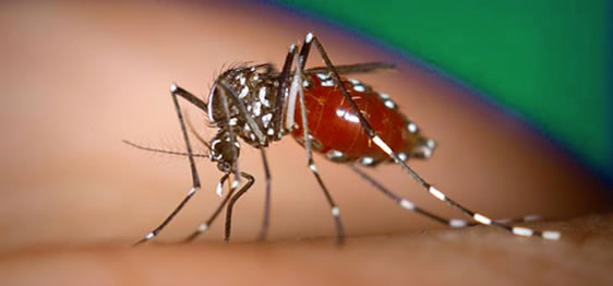 Aedes albopictus — femmina durante il pasto di sangue