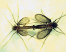 Phlebotomus perniciosus — maschio e femmina