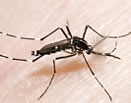 Aedes albopictus — maschio