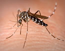 Aedes albopictus — femmina