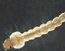 Aedes albopictus — larva