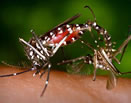 Aedes albopictus — maschio e femmina