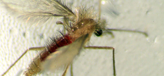 Phlebotomus perniciosus — femmina