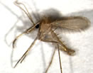 Phlebotomus perniciosus — maschio