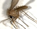 Phlebotomus perniciosus — femmina