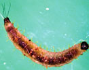 Phlebotomus perniciosus — larva