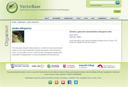 VectorBase: Aedes albopictus