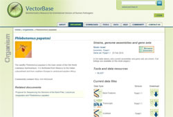 VectorBase: Phlebotomus papatasi